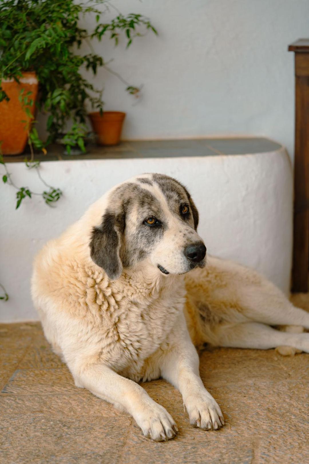 Herdade Vale De Cabras Portel Zewnętrze zdjęcie